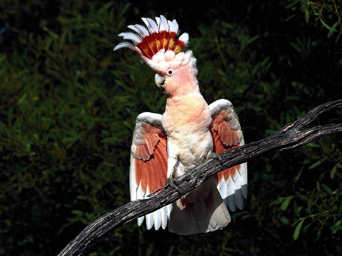 Виды-попугаев-Описание-и-образ-жизни-различных-попугаев-14