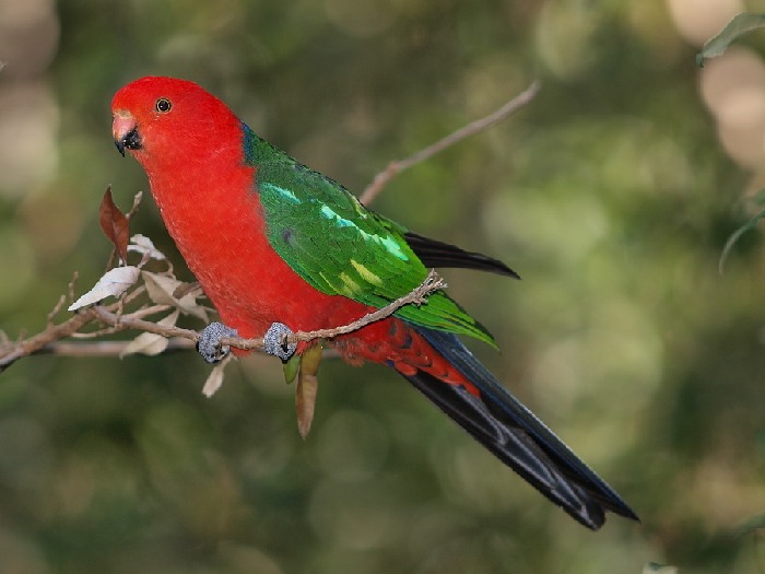 Виды-попугаев-Описание-и-образ-жизни-различных-попугаев-21