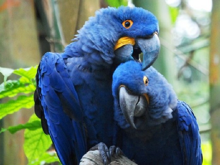 Виды-попугаев-Описание-и-образ-жизни-различных-попугаев-1