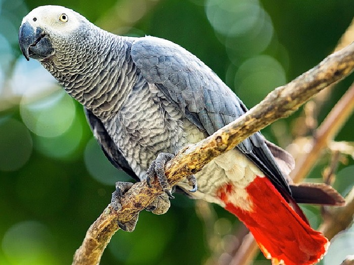 Виды-попугаев-Описание-и-образ-жизни-различных-попугаев-15
