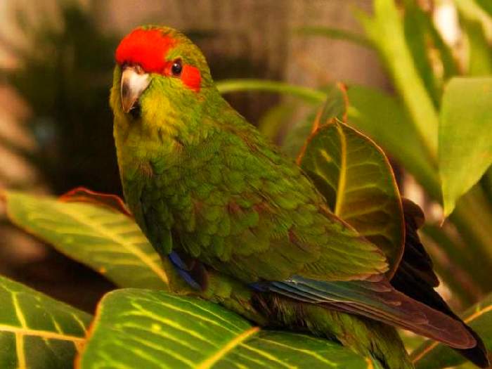 Виды-попугаев-Описание-и-образ-жизни-различных-попугаев-19