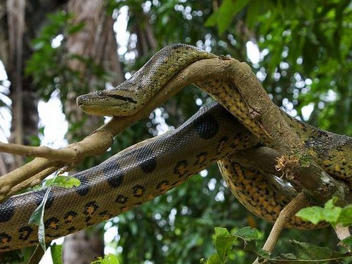 Анаконда-змея-Описание-виды-и-образ-жизни-анаконды-4