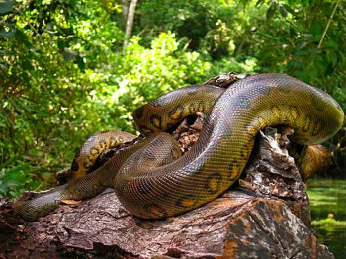 Анаконда-змея-Описание-виды-и-образ-жизни-анаконды-6