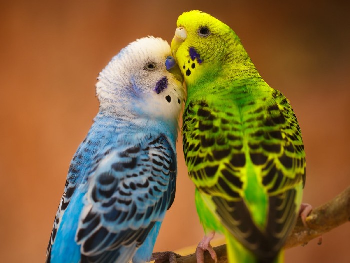 Виды-попугаев-Описание-и-образ-жизни-различных-попугаев-9