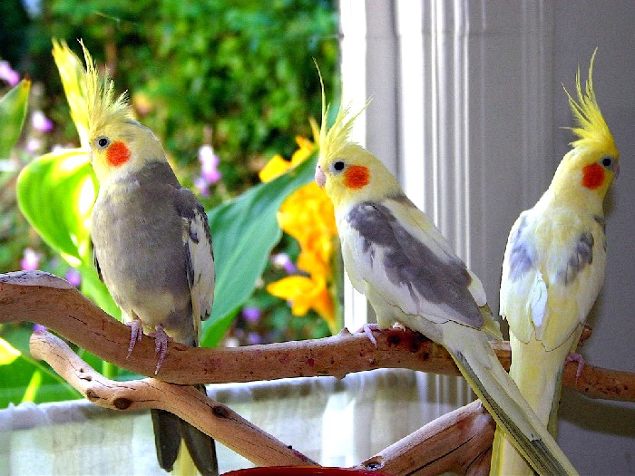 Виды-попугаев-Описание-и-образ-жизни-различных-попугаев-27