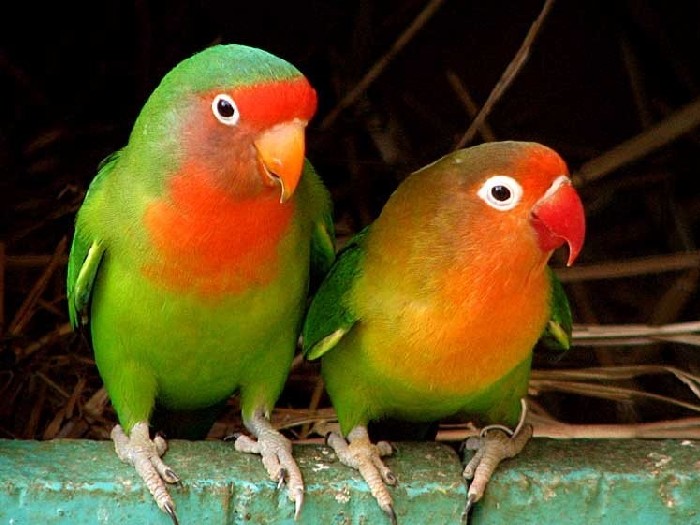 Виды-попугаев-Описание-и-образ-жизни-различных-попугаев-25