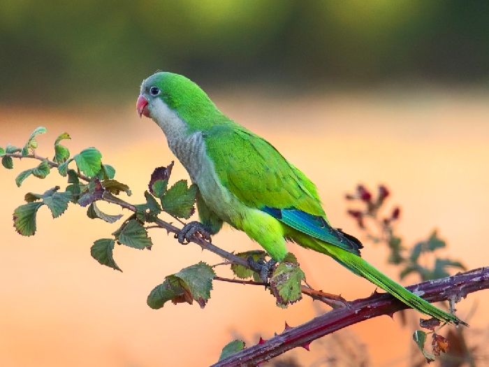 Виды-попугаев-Описание-и-образ-жизни-различных-попугаев-23