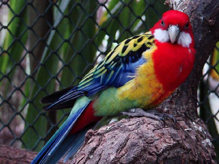 Виды-попугаев-Описание-и-образ-жизни-различных-попугаев-24