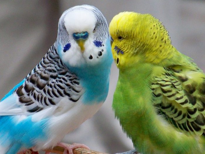 Виды-попугаев-Описание-и-образ-жизни-различных-попугаев-26