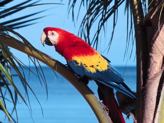 Виды-попугаев-Описание-и-образ-жизни-различных-попугаев-12