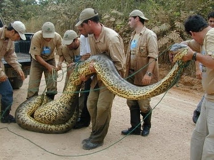 Анаконда-змея-Описание-виды-и-образ-жизни-анаконды-11