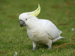 Волнистый попугай фото