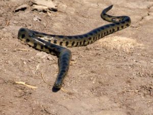 Анаконда — водяная змея