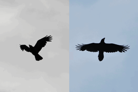 Crow Vs Raven