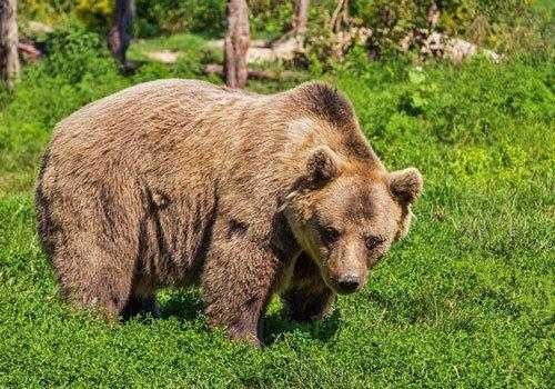 бурый медведь, гризли, трава, деревья