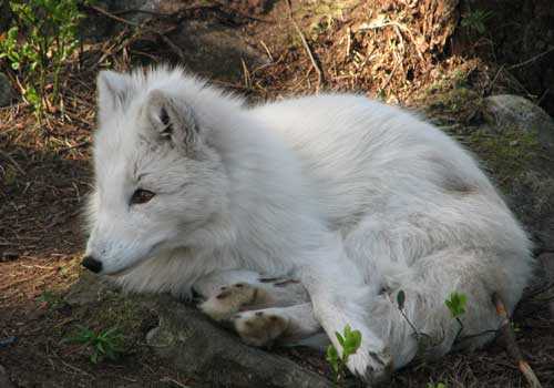 песец, белая лиса, полярная лиса