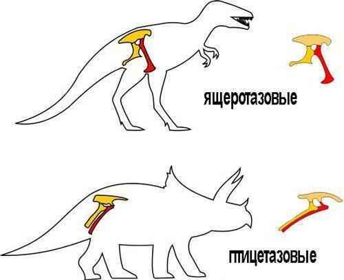 ящеротазовые-и-птицетазовые-динозавры