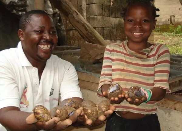 Rearing snails at home in Nigeria