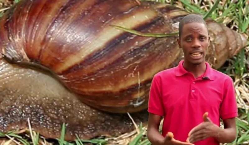 How to rear snail at home