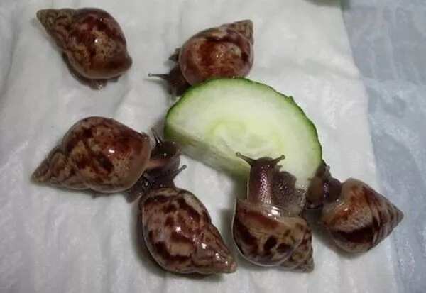 What snails eat