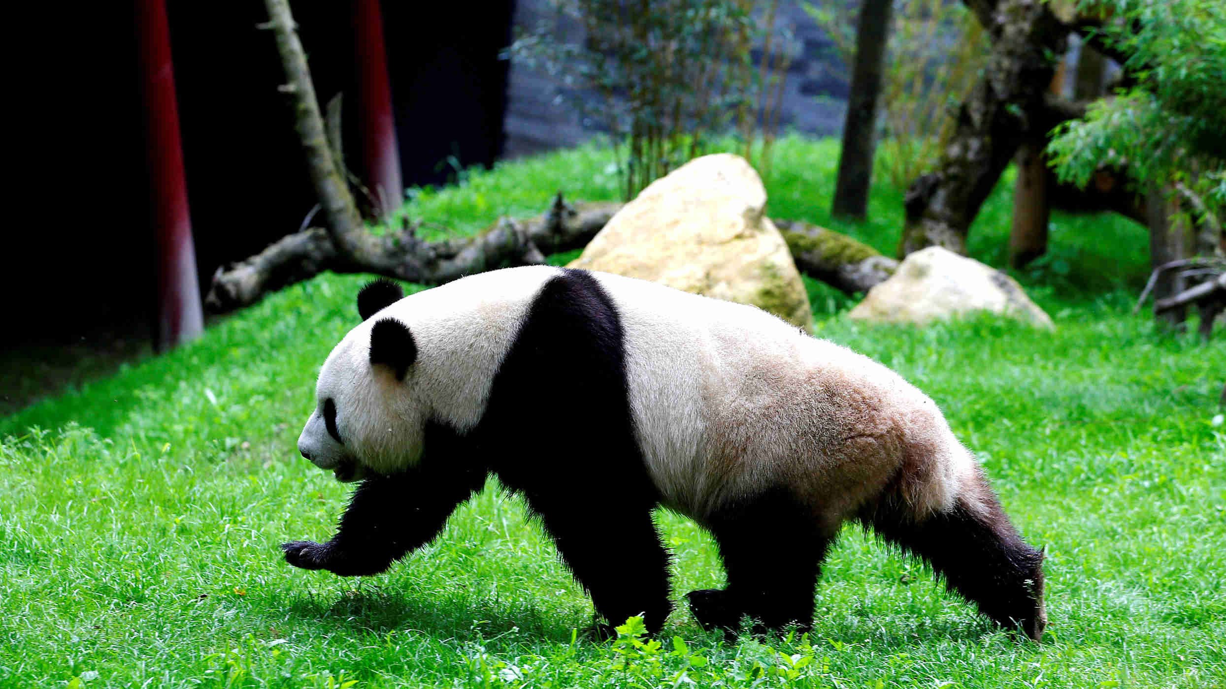 Панды едят мясо. Панда сбоку. Циньлинская Панда. Большая Панда вид сбоку. Панда спереди.