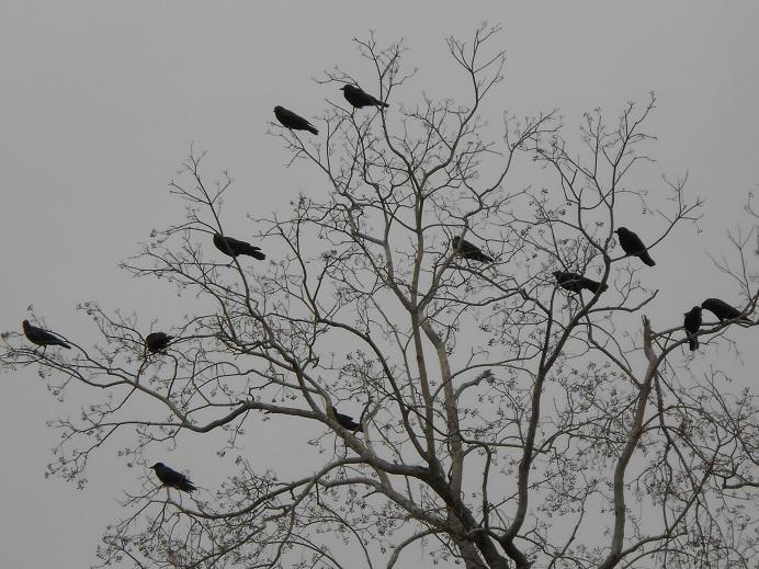 Птицы на верхушках деревьев. Вороны на дереве. Вороны на дереве зимой. Вороны на верхушках деревьев.