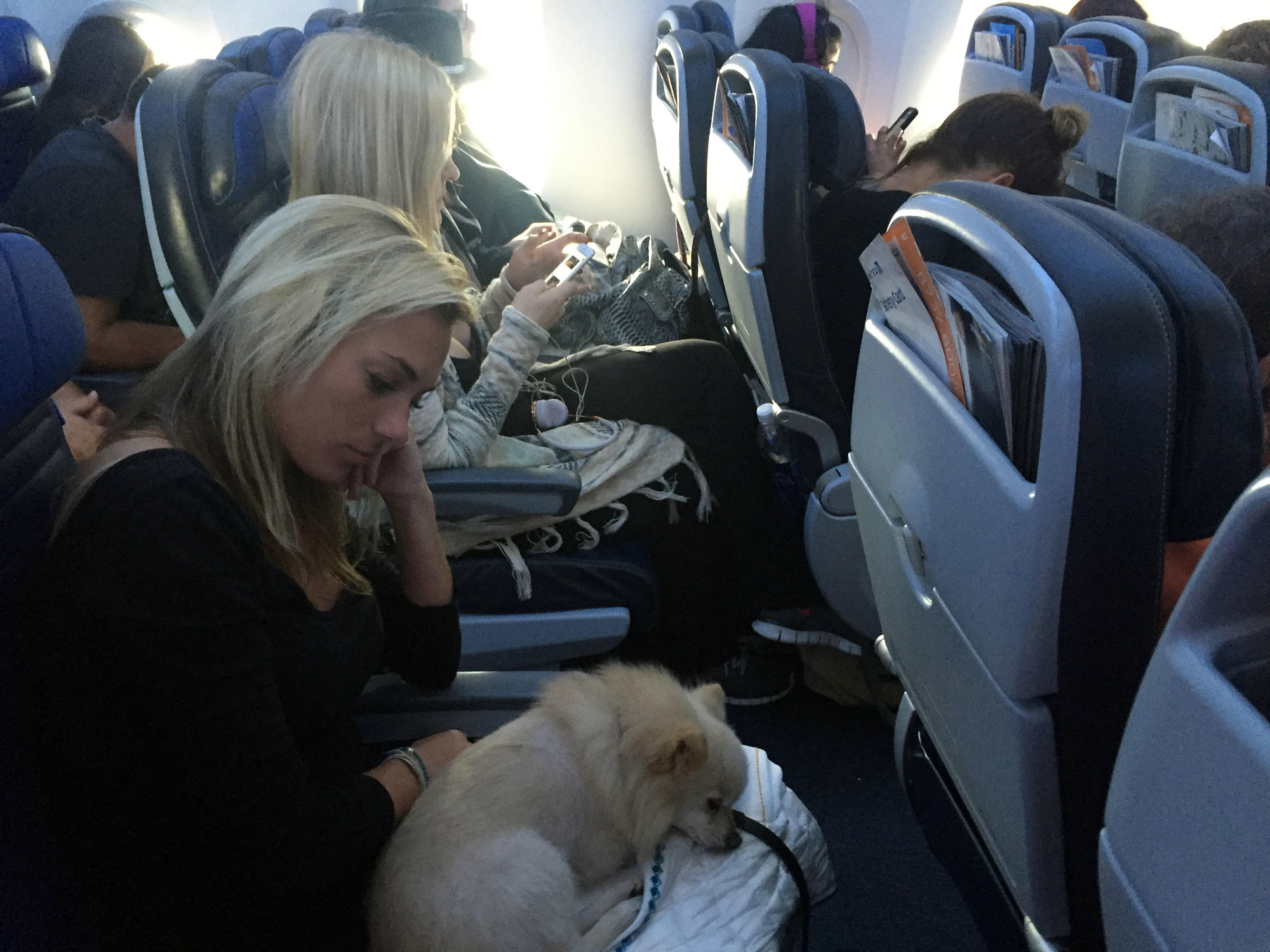 Можно с собакой в самолет. Собака в самолете. Животное в салоне самолета. Перевоз животных в самолете. Собака в салоне самолета.