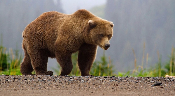 продолжительность жизни медведя