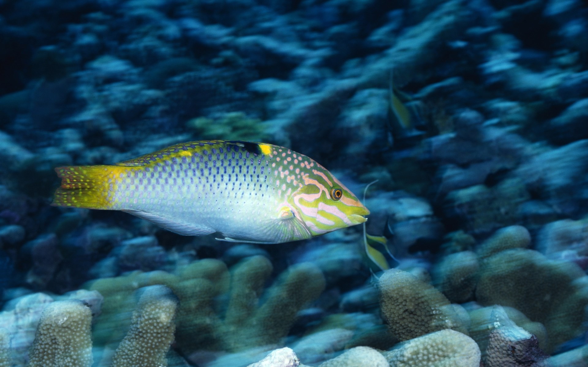Рыбы черного моря фото с названиями и описанием