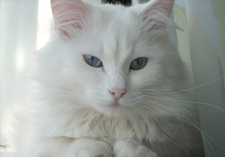 Ангорская кошка фото 