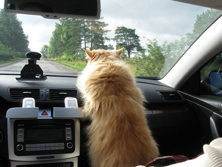 Без стресса при переезде кота в машине 