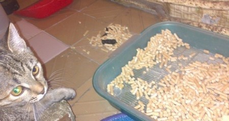 Кот не какает в лоток, а ходит рядом 