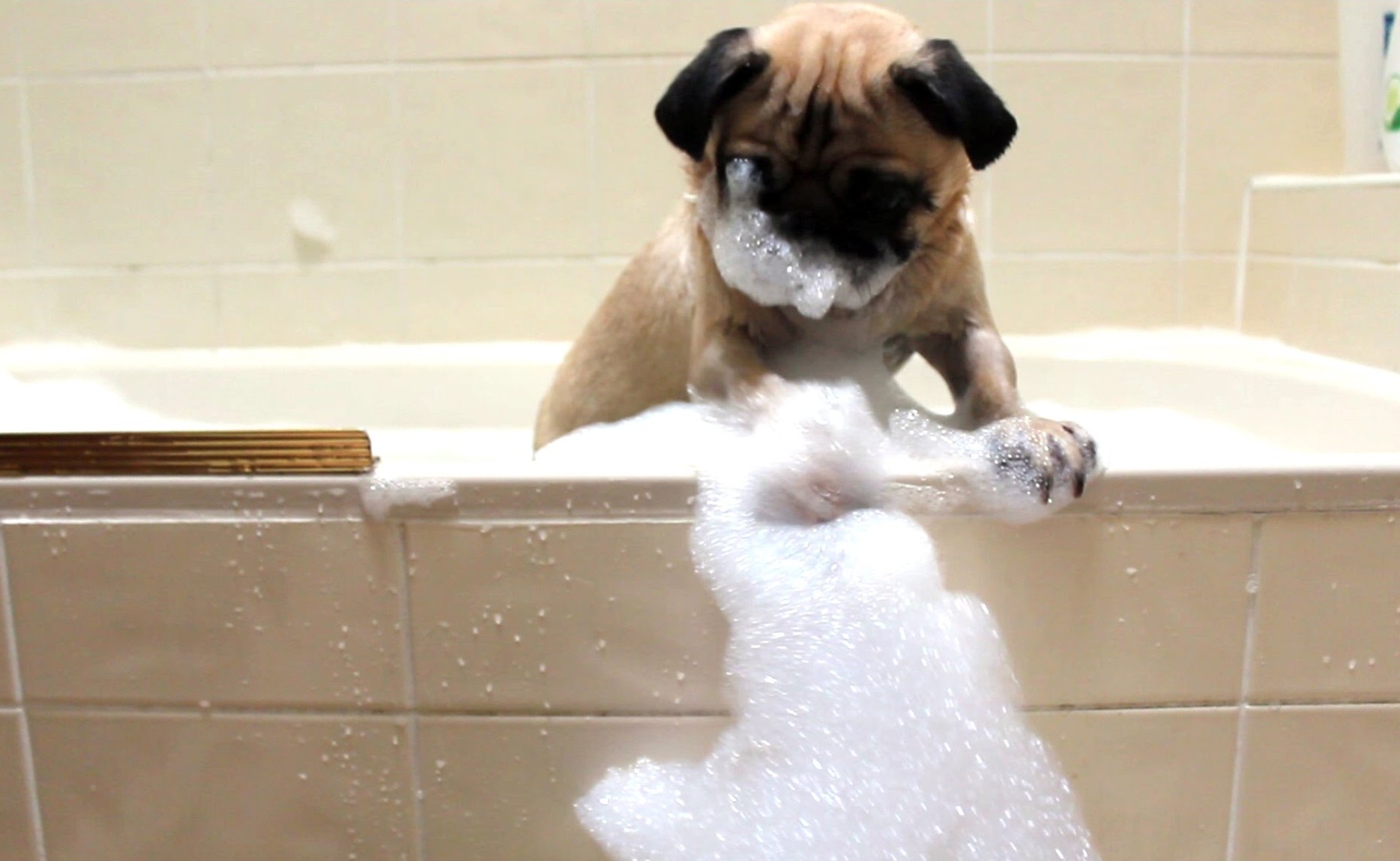 Кошечки собачки мыло. Собака моется. Ванна для собак. Собака в ванной. Собака купается.