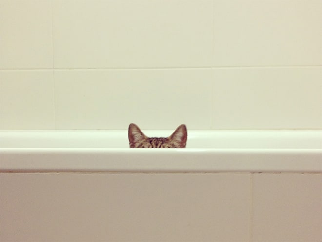 уши кота и ванна