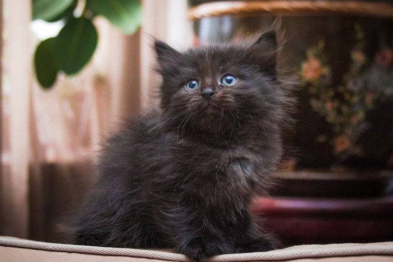 Котята в добрые пушистые. Чёрный пушистый катёнок. Маленькие чёрные пушистые котята. Черные пушистые коты. Котенок пушистый темный.