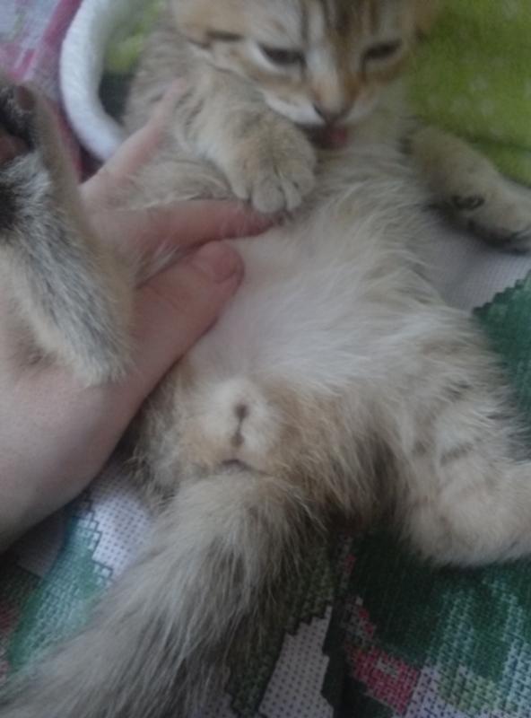 Половая кошка. Котенок мальчик в 2 месяца.