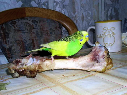 Можно давать попугаям банан. Попугаи волнистые с мясом. Попугай ест Арбуз. Попугай ест капусту.