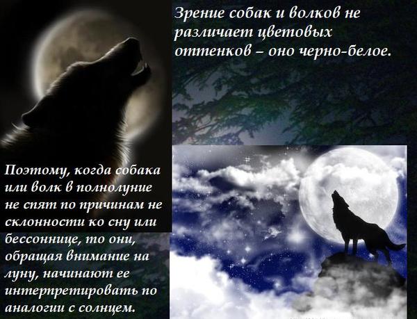 Зачем волки воют. Почему волки воют. Зачем волки воют на луну. Волки снятся во сне. Волк Луна цитаты.