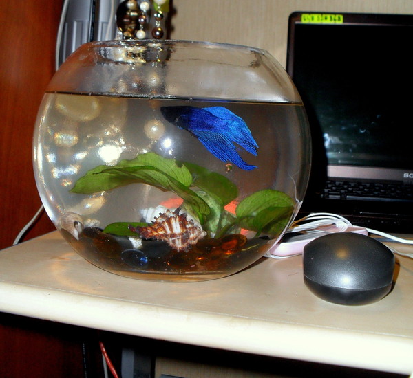 Как часто надо менять воду в вазе. Круглый аквариум с рыбками. Аквариум для петушка. Рыбка петушок в маленьком аквариуме. Аквариум шар.