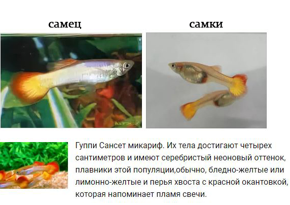 Самка гоняет самца. Гуппи рыбки самцы. Гуппи самец и самка. Гуппи рыбки самки. Гуппи рыбки самки беременные.