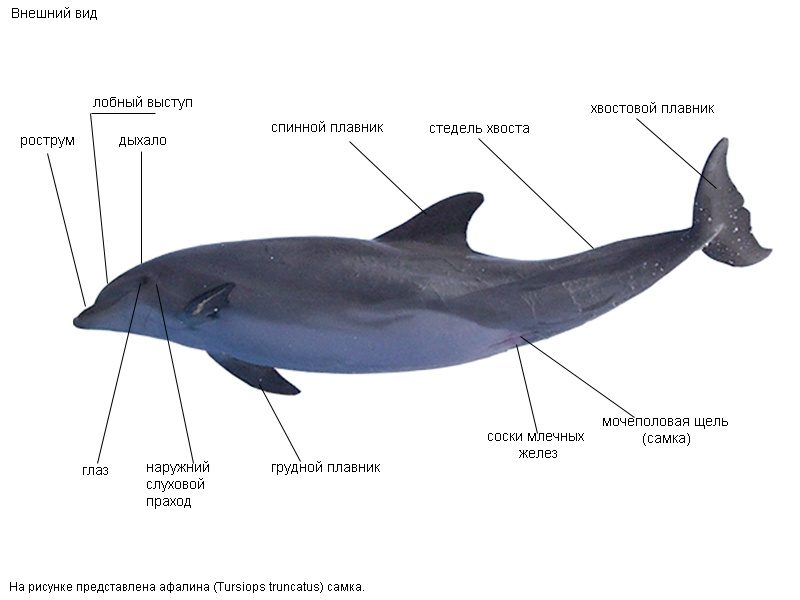 Строение дельфина в картинках