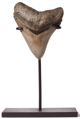 Зуб мегалодона 9,3 см коллекционного качества на подставке