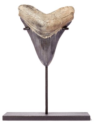 Зуб мегалодона 11,2 см коллекционного качества на подставке