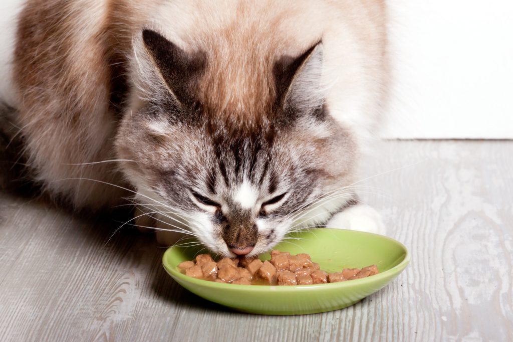 Кошка ест из миски корм