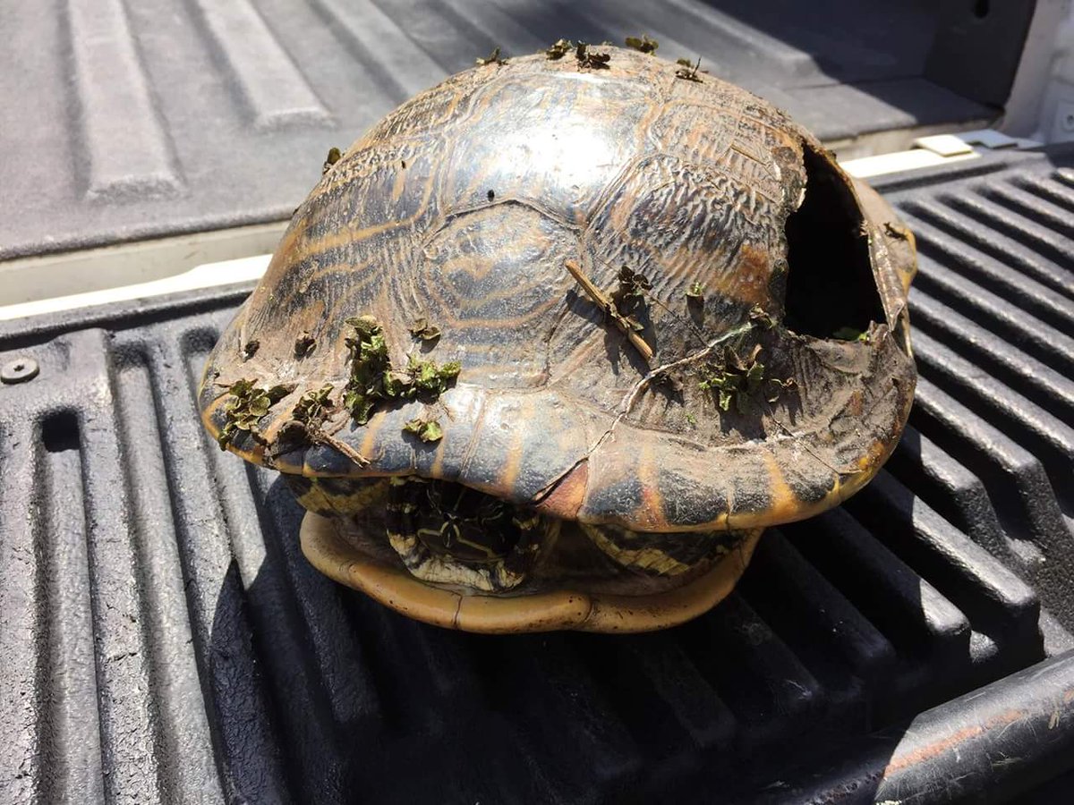 Красноухие черепахи без панциря фото