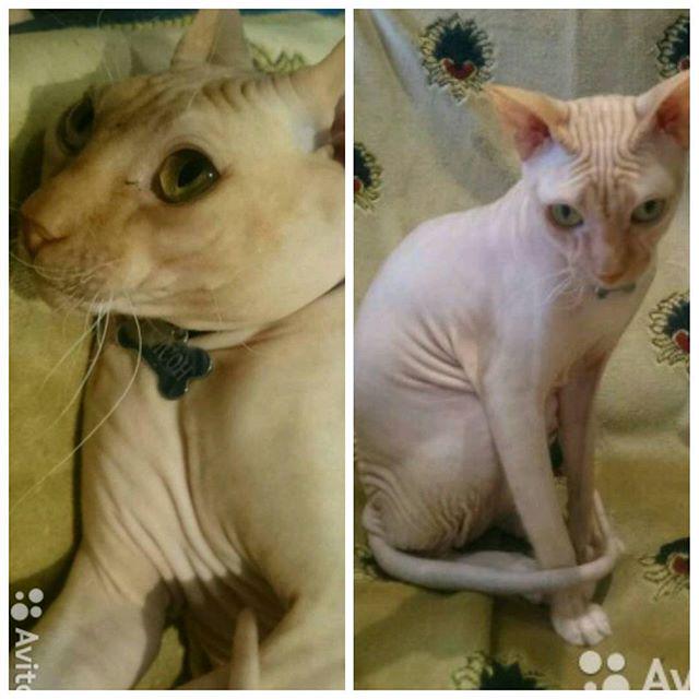 почему кошка резко потолстела. почему кошка не поправляется. почему кошка не поправляется. кошка не набирает вес. ожирение у котенка.