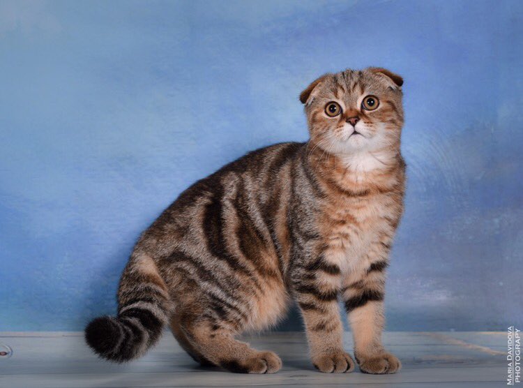 Окрас табби у кошек шотландской породы фото и названия