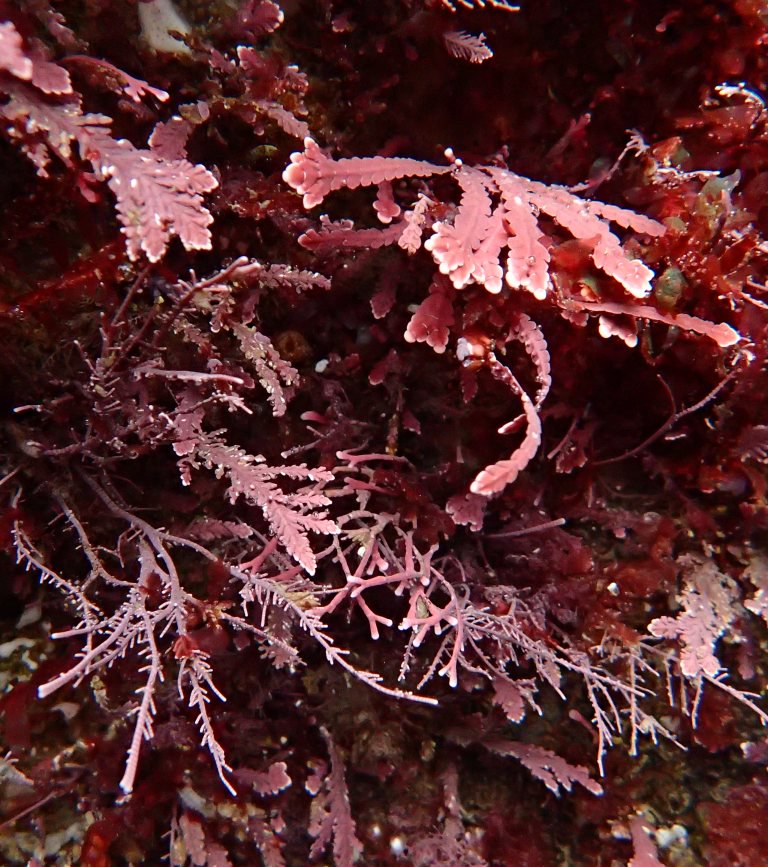 Красные водоросли. Красная водоросль Кораллина (corallina officinalis). Филлофора водоросль. Красные водоросли Филлофора. Лауренсия водоросль.