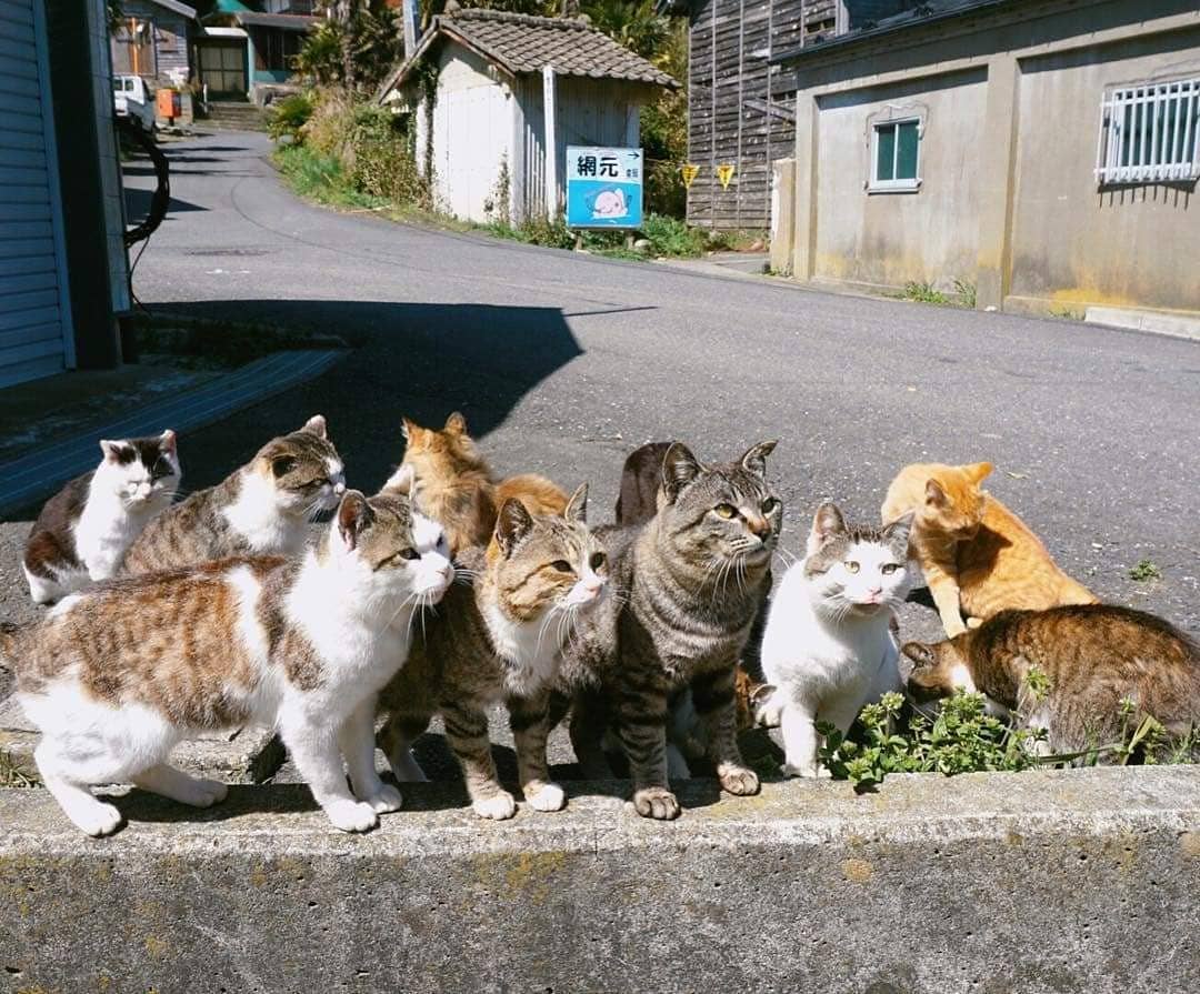 Country cats. Остров Тасиро. Остров Аосима. Тасиро остров кошек. Аосима кошачий остров.