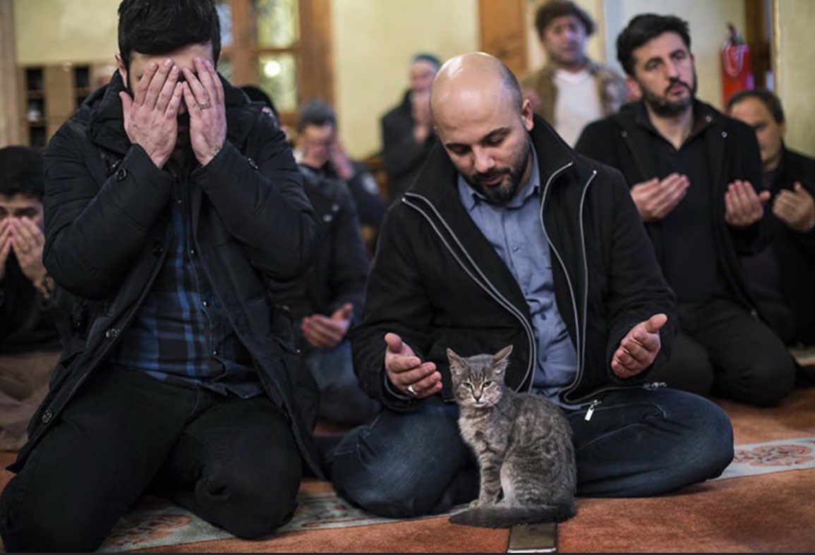 Турецкий город коз и кошек. Кошка пророка Мухаммеда Муизза. Коты в мечети. Стамбул кот мечеть. Кошки в мечети Турции.